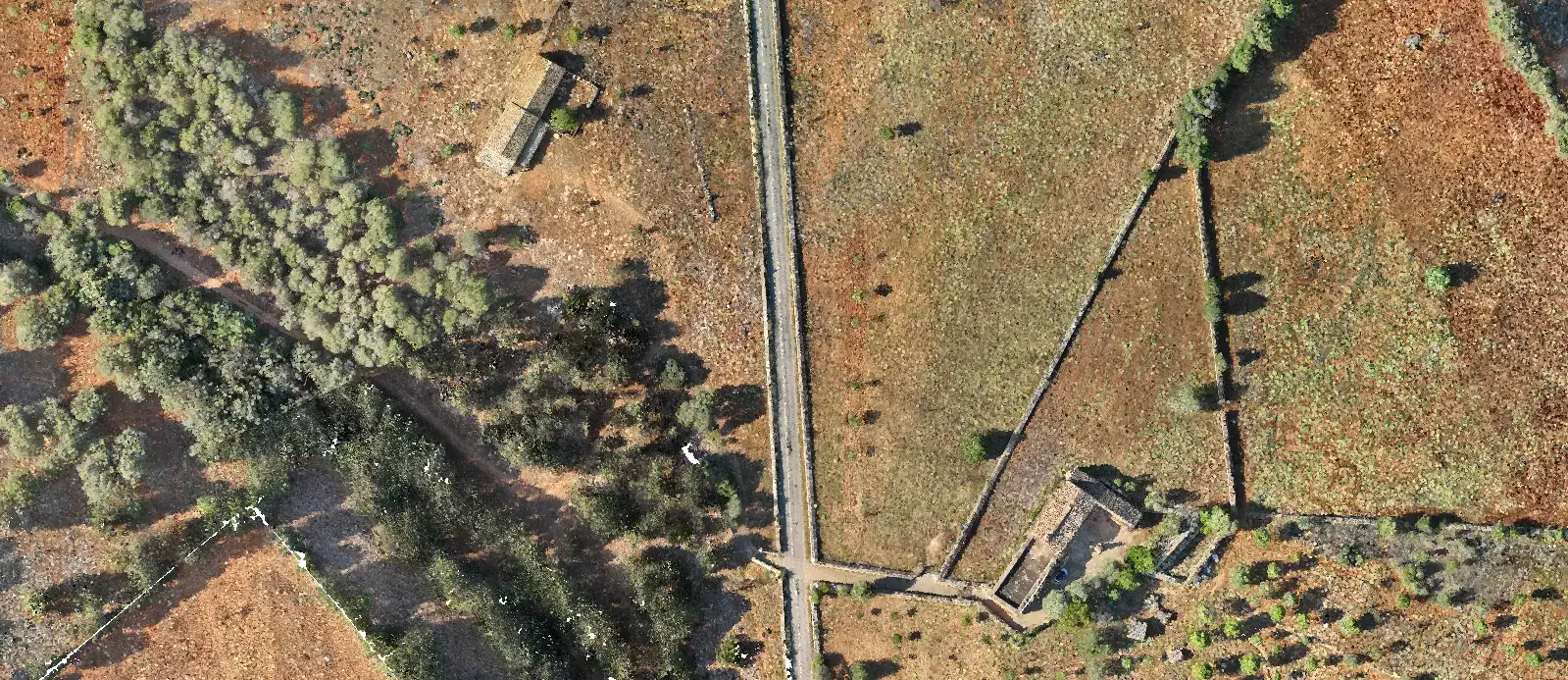 Orthomosaic of a track between olive trees and plots